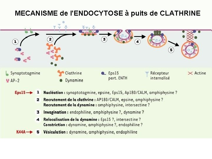 MECANISME de l'ENDOCYTOSE à puits de CLATHRINE 