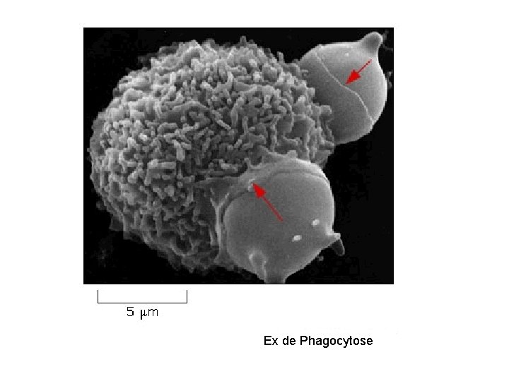 Ex de Phagocytose 