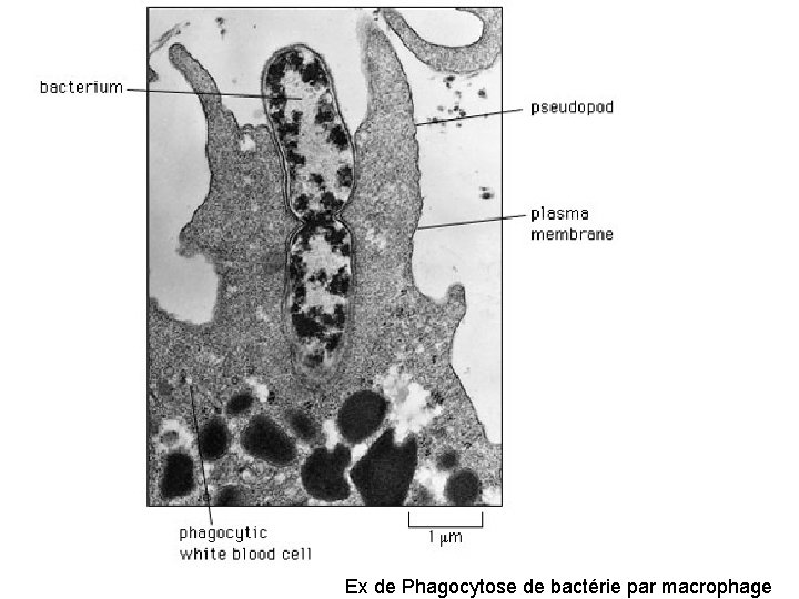 Ex de Phagocytose de bactérie par macrophage 