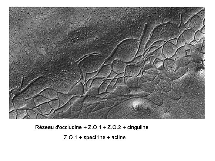 Réseau d'occludine + Z. O. 1 + Z. O. 2 + cinguline Z. O.