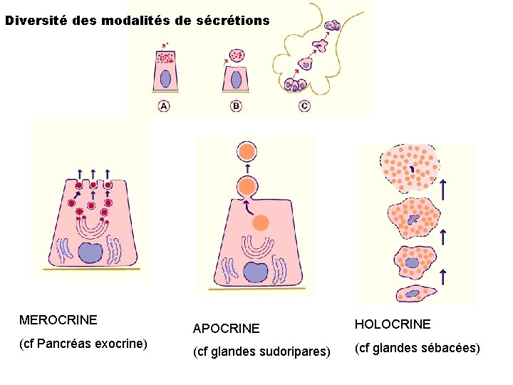 Diversité des modalités de sécrétions MEROCRINE (cf Pancréas exocrine) APOCRINE HOLOCRINE (cf glandes sudoripares)