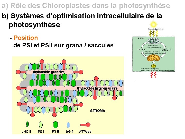 a) Rôle des Chloroplastes dans la photosynthèse b) Systèmes d'optimisation intracellulaire de la photosynthèse