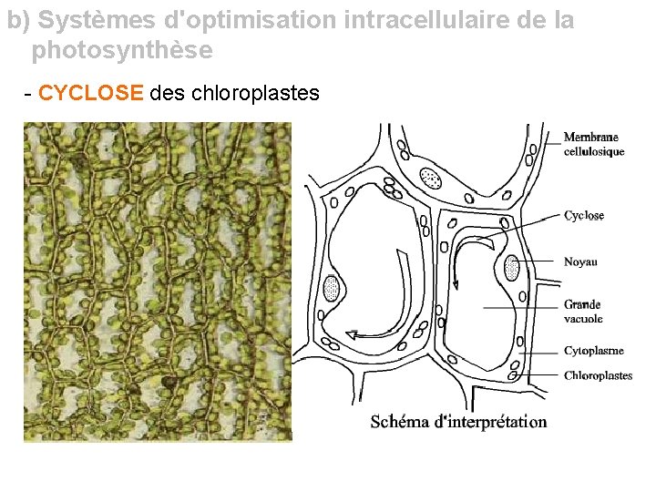 b) Systèmes d'optimisation intracellulaire de la photosynthèse - CYCLOSE des chloroplastes 