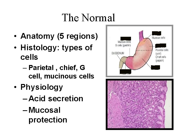 The Normal • Anatomy (5 regions) • Histology: types of cells – Parietal ,