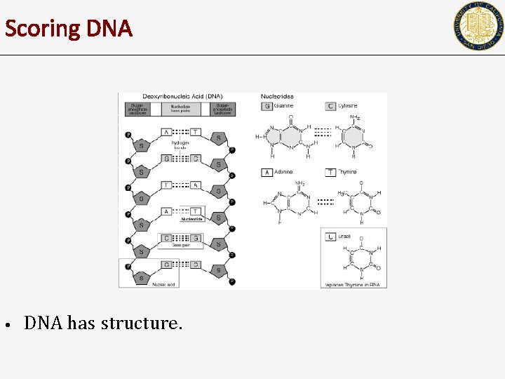 Scoring DNA • DNA has structure. 