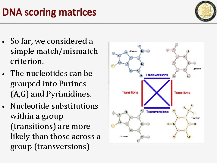 DNA scoring matrices • • • So far, we considered a simple match/mismatch criterion.