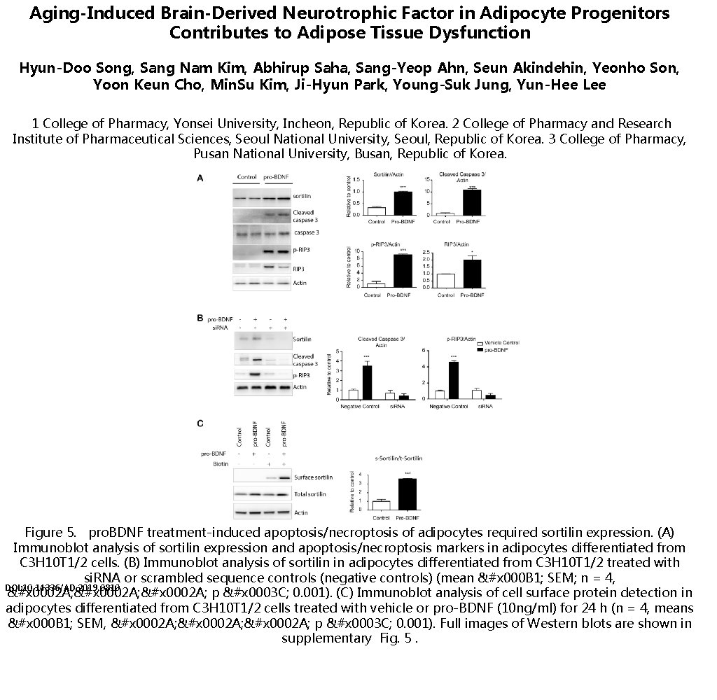 Aging-Induced Brain-Derived Neurotrophic Factor in Adipocyte Progenitors Contributes to Adipose Tissue Dysfunction Hyun-Doo Song,