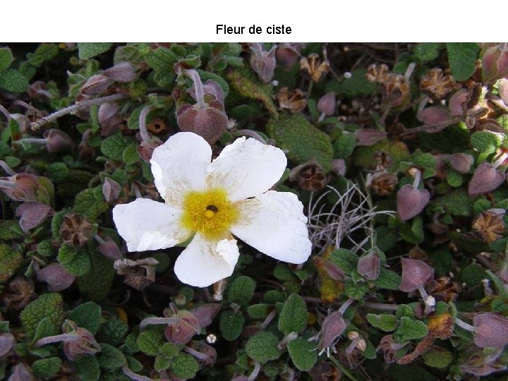 Fleur de ciste 