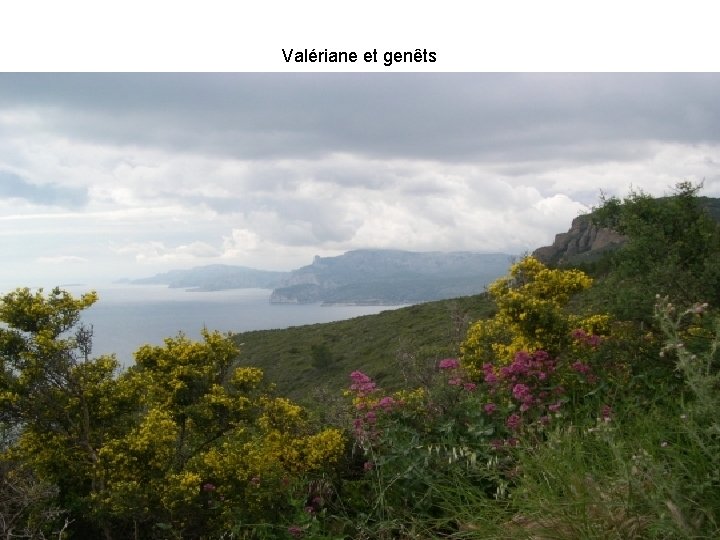 Valériane et genêts 