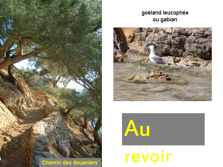 goéland leucophée ou gabian Au Chemin des douaniers revoir 