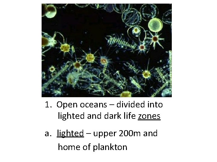 1. Open oceans – divided into lighted and dark life zones a. lighted –