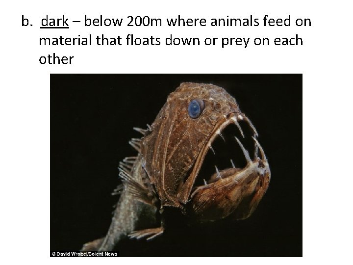 b. dark – below 200 m where animals feed on material that floats down