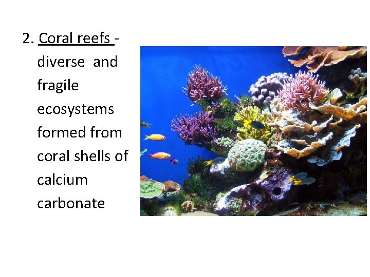 2. Coral reefs diverse and fragile ecosystems formed from coral shells of calcium carbonate