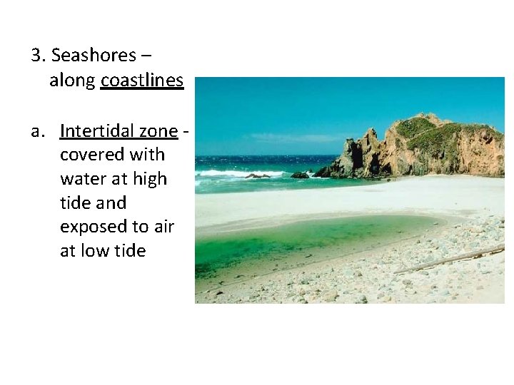 3. Seashores – along coastlines a. Intertidal zone covered with water at high tide