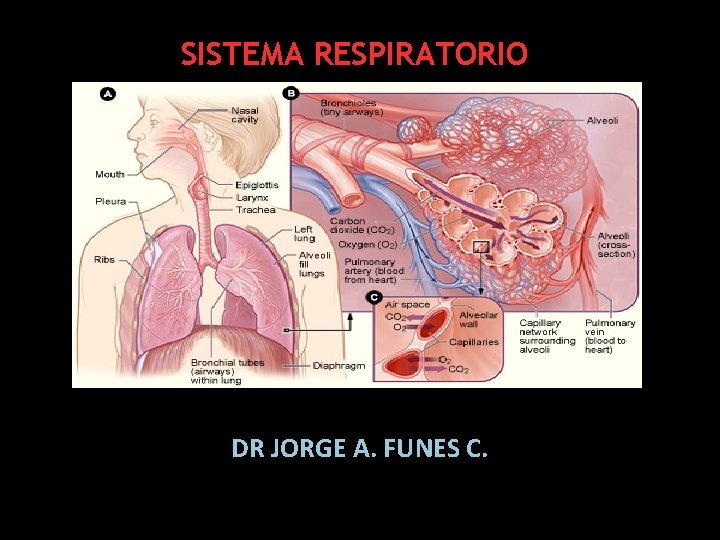 SISTEMA RESPIRATORIO DR JORGE A. FUNES C. 