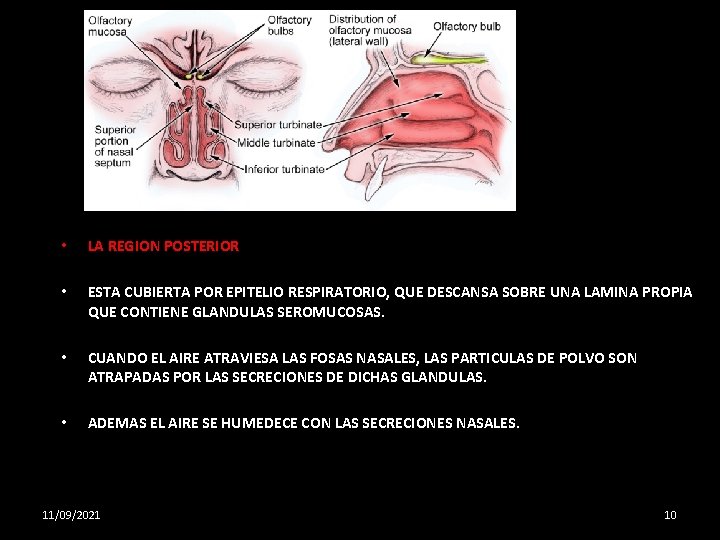 • LA REGION POSTERIOR • ESTA CUBIERTA POR EPITELIO RESPIRATORIO, QUE DESCANSA SOBRE