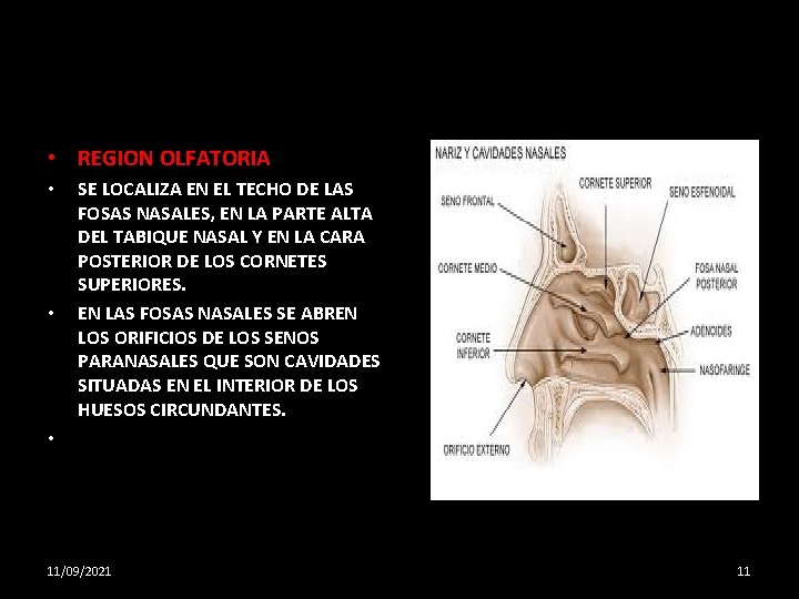  • REGION OLFATORIA • • SE LOCALIZA EN EL TECHO DE LAS FOSAS