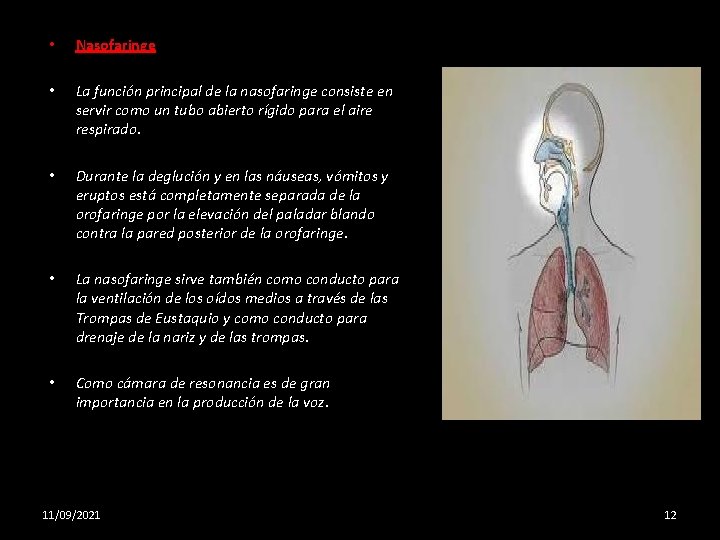  • Nasofaringe • La función principal de la nasofaringe consiste en servir como