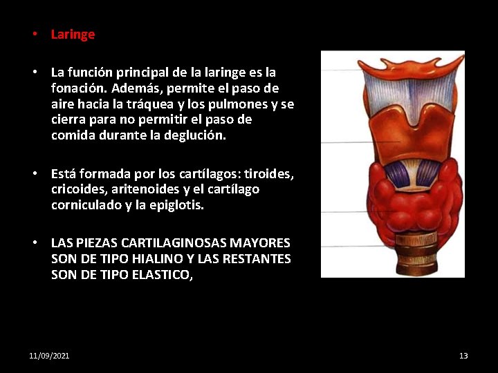  • Laringe • La función principal de la laringe es la fonación. Además,