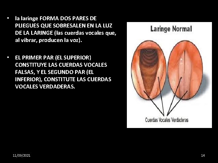  • la laringe FORMA DOS PARES DE PLIEGUES QUE SOBRESALEN EN LA LUZ