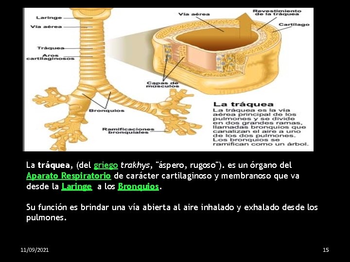 La tráquea, (del griego trakhys, "áspero, rugoso"). es un órgano del Aparato Respiratorio de