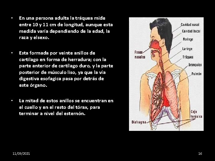  • En una persona adulta la tráquea mide entre 10 y 11 cm