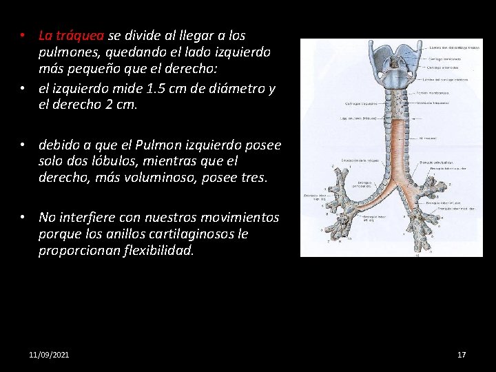  • La tráquea se divide al llegar a los pulmones, quedando el lado