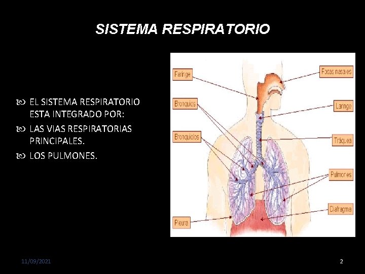 SISTEMA RESPIRATORIO EL SISTEMA RESPIRATORIO ESTA INTEGRADO POR: LAS VIAS RESPIRATORIAS PRINCIPALES. LOS PULMONES.