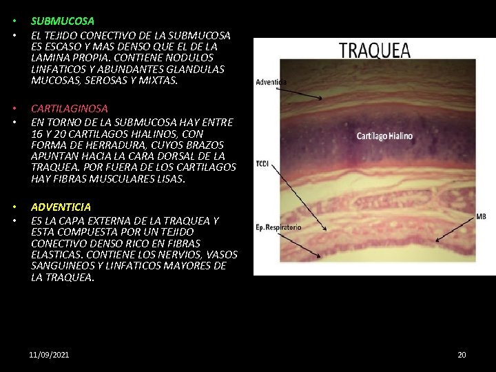  • • SUBMUCOSA EL TEJIDO CONECTIVO DE LA SUBMUCOSA ES ESCASO Y MAS