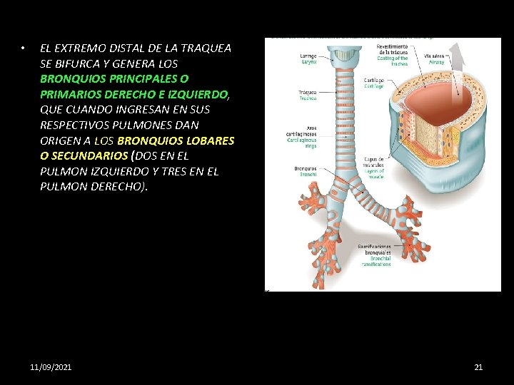  • EL EXTREMO DISTAL DE LA TRAQUEA SE BIFURCA Y GENERA LOS BRONQUIOS