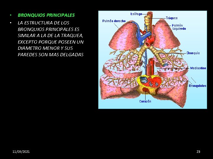  • • BRONQUIOS PRINCIPALES LA ESTRUCTURA DE LOS BRONQUIOS PRINCIPALES ES SIMILAR A