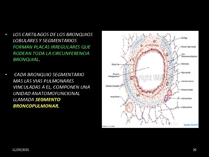  • LOS CARTILAGOS DE LOS BRONQUIOS LOBULARES Y SEGMENTARIOS FORMAN PLACAS IRREGULARES QUE