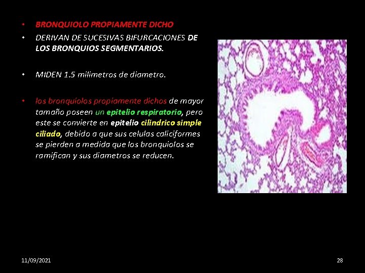  • • BRONQUIOLO PROPIAMENTE DICHO DERIVAN DE SUCESIVAS BIFURCACIONES DE LOS BRONQUIOS SEGMENTARIOS.