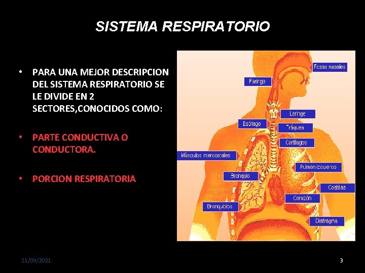 SISTEMA RESPIRATORIO • PARA UNA MEJOR DESCRIPCION DEL SISTEMA RESPIRATORIO SE LE DIVIDE EN
