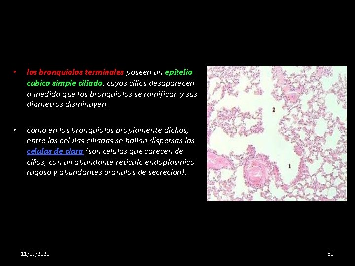  • los bronquiolos terminales poseen un epitelio cubico simple ciliado, cuyos cilios desaparecen