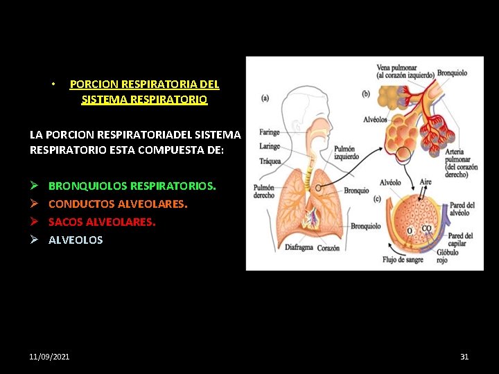  • PORCION RESPIRATORIA DEL SISTEMA RESPIRATORIO LA PORCION RESPIRATORIADEL SISTEMA RESPIRATORIO ESTA COMPUESTA