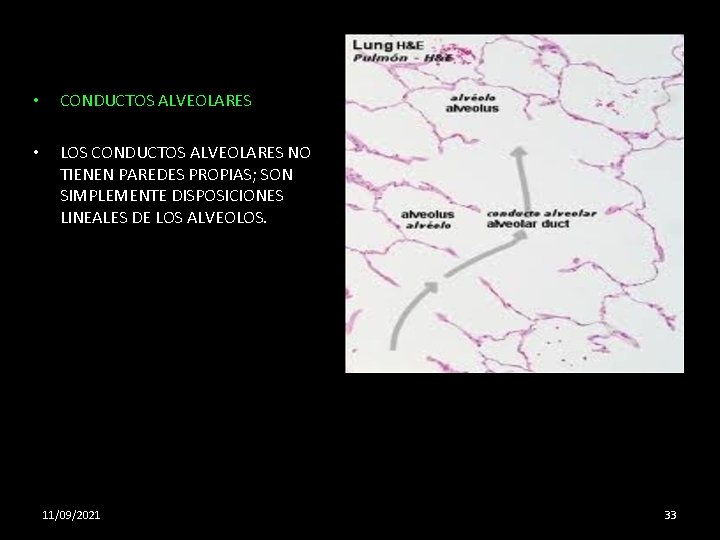  • CONDUCTOS ALVEOLARES • LOS CONDUCTOS ALVEOLARES NO TIENEN PAREDES PROPIAS; SON SIMPLEMENTE
