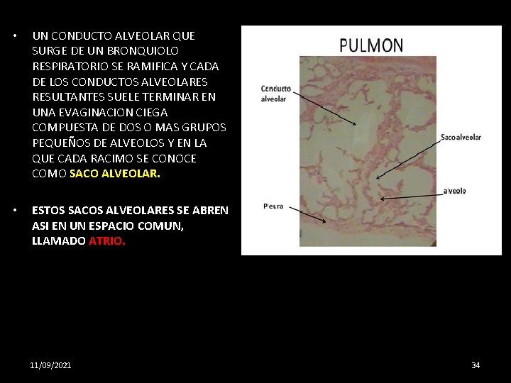  • UN CONDUCTO ALVEOLAR QUE SURGE DE UN BRONQUIOLO RESPIRATORIO SE RAMIFICA Y