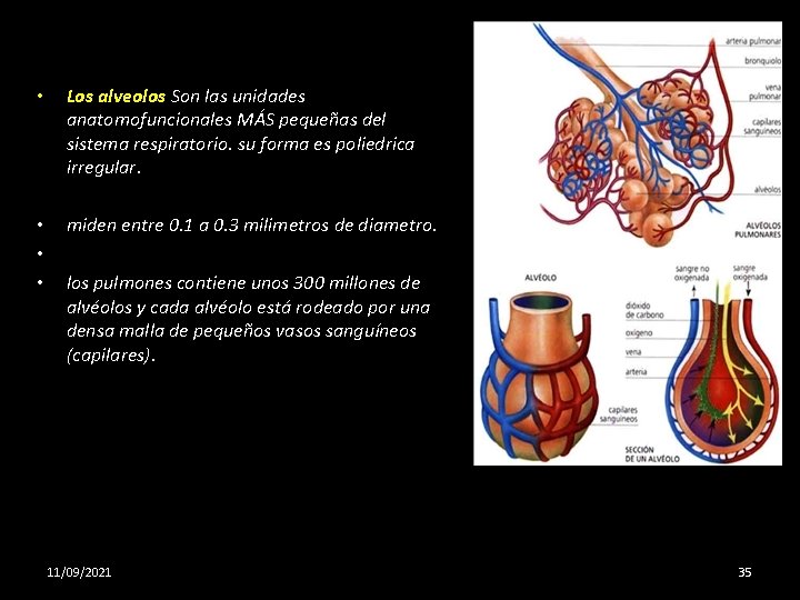  • Los alveolos Son las unidades anatomofuncionales MÁS pequeñas del sistema respiratorio. su