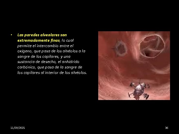  • Las paredes alveolares son extremadamente finas, lo cual permite el intercambio entre