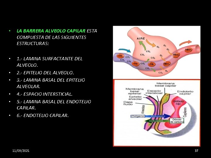  • LA BARRERA ALVEOLO CAPILAR ESTA COMPUESTA DE LAS SIGUIENTES ESTRUCTURAS: • 1.