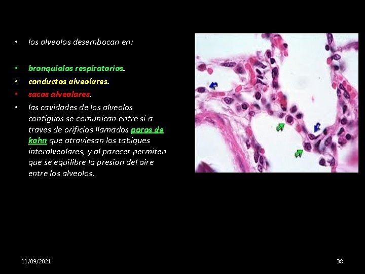  • los alveolos desembocan en: • • bronquiolos respiratorios. conductos alveolares. sacos alveolares.