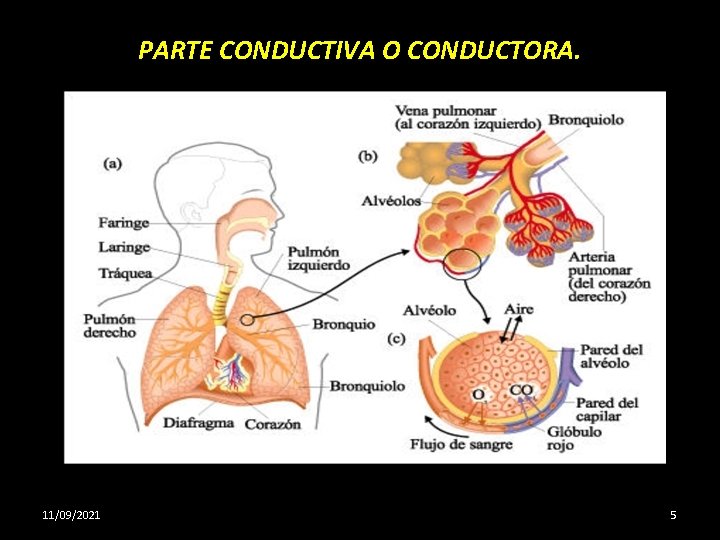PARTE CONDUCTIVA O CONDUCTORA. 11/09/2021 5 