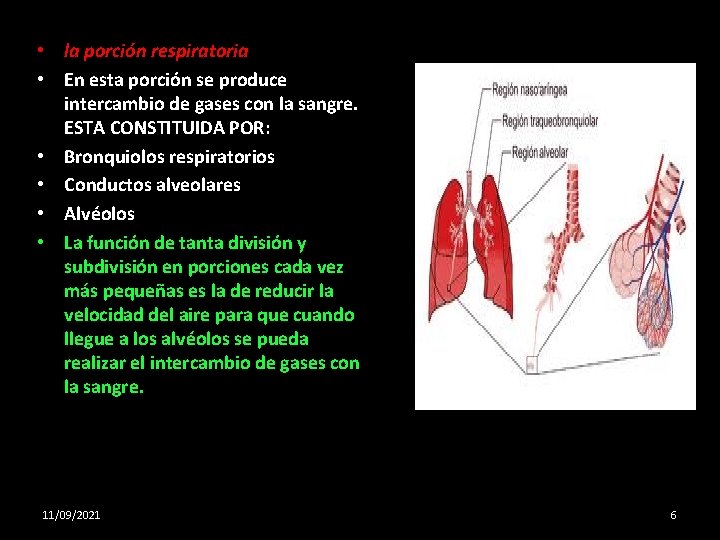  • la porción respiratoria • En esta porción se produce intercambio de gases