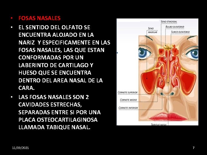 • FOSAS NASALES • EL SENTIDO DEL OLFATO SE ENCUENTRA ALOJADO EN LA