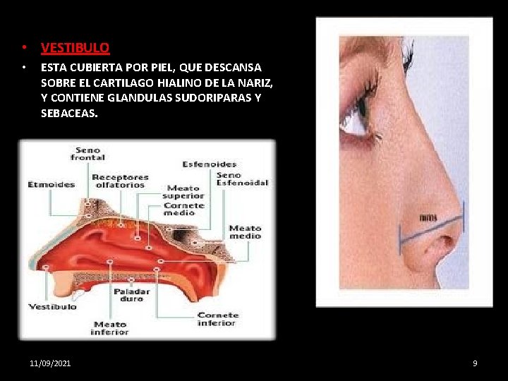  • VESTIBULO • ESTA CUBIERTA POR PIEL, QUE DESCANSA SOBRE EL CARTILAGO HIALINO