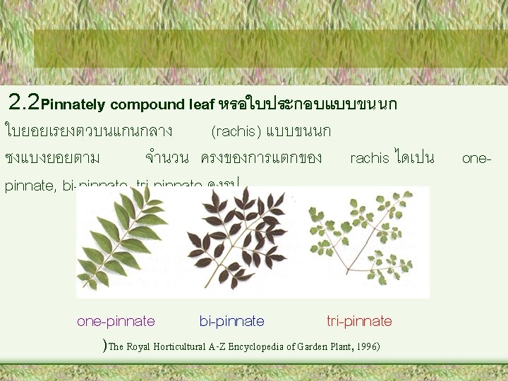 2. 2 Pinnately compound leaf หรอใบประกอบแบบขนนก ใบยอยเรยงตวบนแกนกลาง (rachis) แบบขนนก ซงแบงยอยตาม จำนวน ครงของการแตกของ rachis ไดเปน