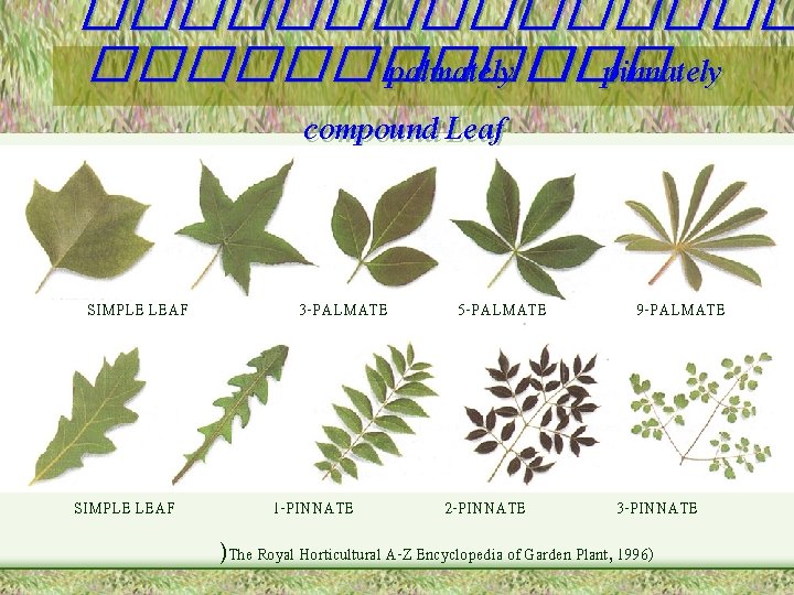 �������� palmately ��� pinnately compound Leaf SIMPLE LEAF 3 -PALMATE 1 -PINNATE 5 -PALMATE