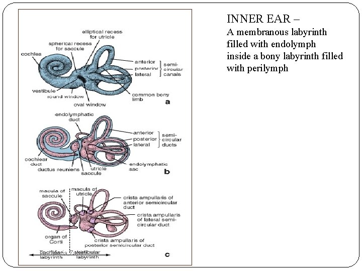 INNER EAR – A membranous labyrinth filled with endolymph inside a bony labyrinth filled