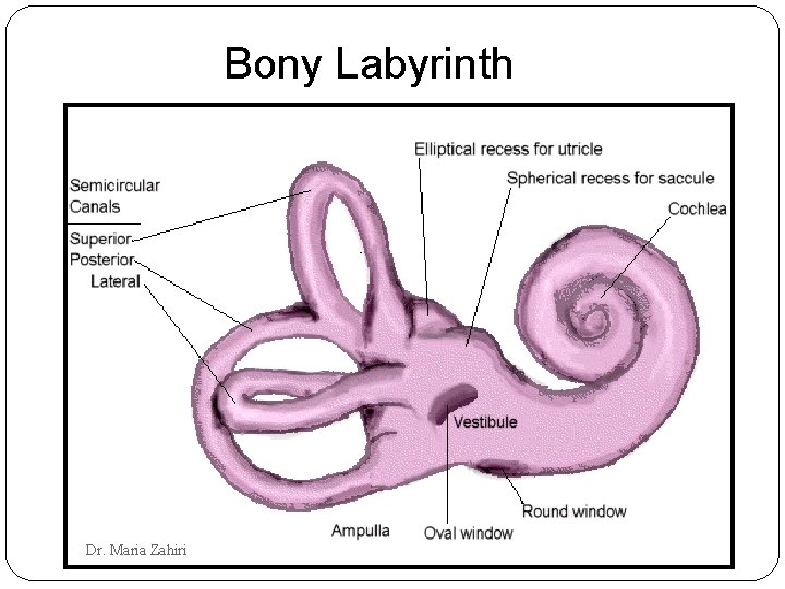 Bony Labyrinth Dr. Maria Zahiri 
